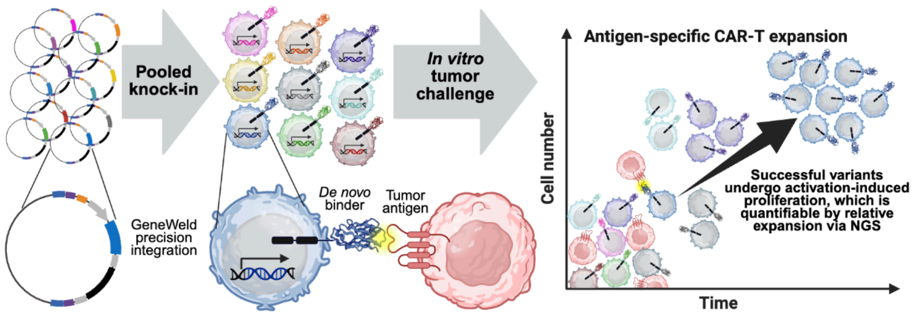 Diagram of the high-throughput CAR-T screening platform